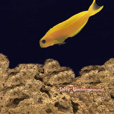 african midas blenny|Midas Blenny Care .